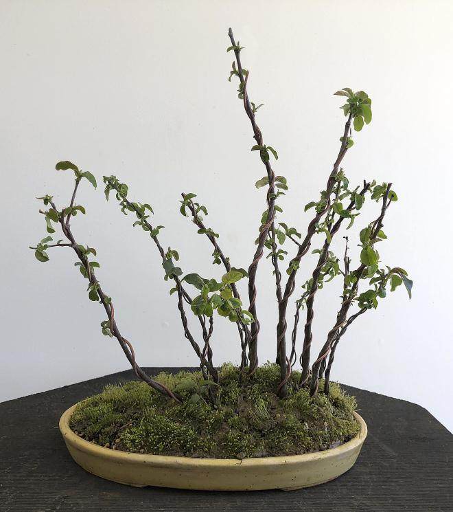 图解 用16幅图演示如何制作木瓜丛林盆景