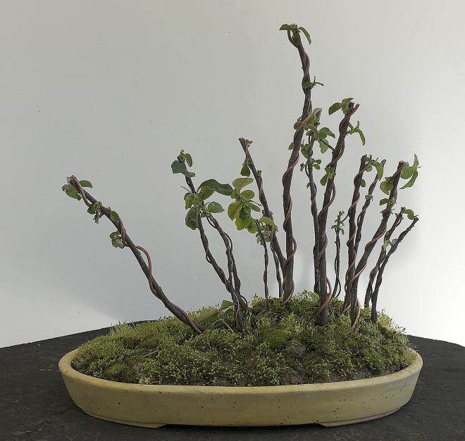 图解 用16幅图演示如何制作木瓜丛林盆景