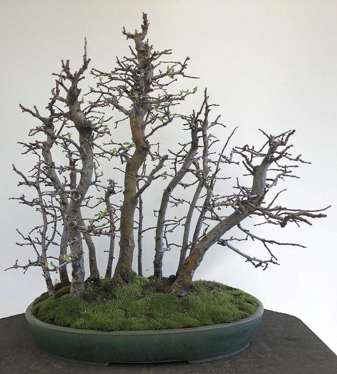 图解 用16幅图演示如何制作木瓜丛林盆景