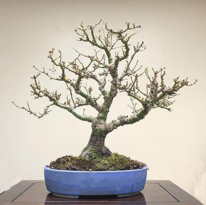 如何给日本枫树选盆景择合适的盆子?