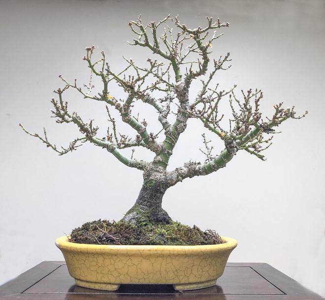 如何给日本枫树选盆景择合适的盆子?