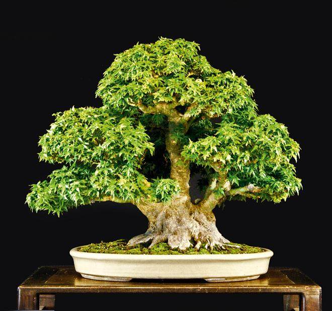 江东姬日本枫树盆景起源于日本的埼玉县