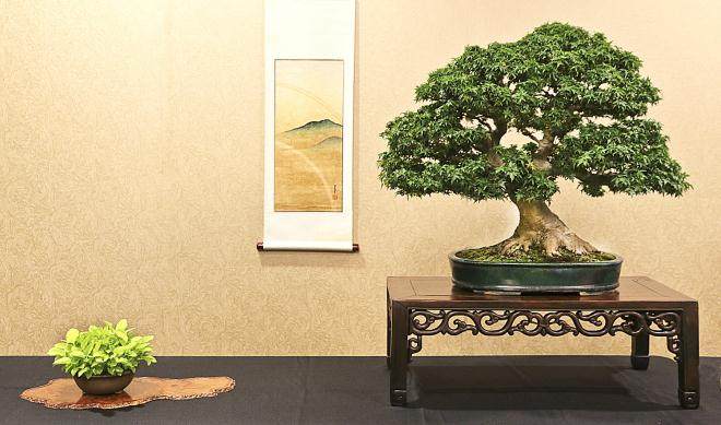 江东姬日本枫树盆景起源于日本的埼玉县