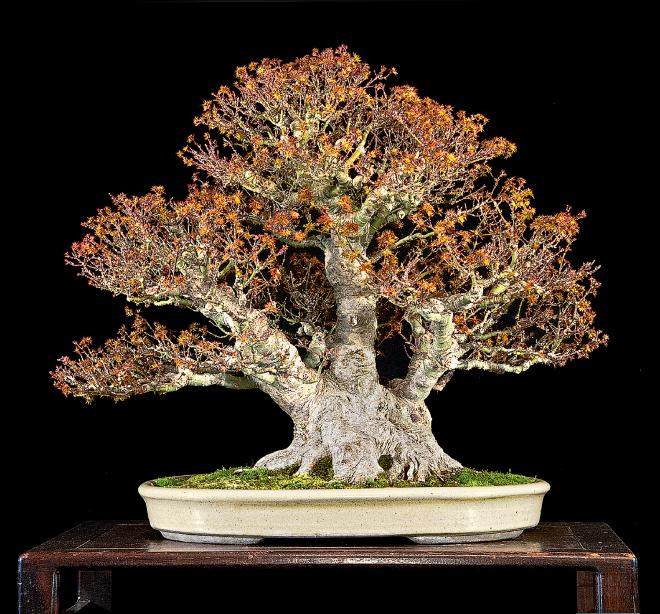 江东姬日本枫树盆景起源于日本的埼玉县