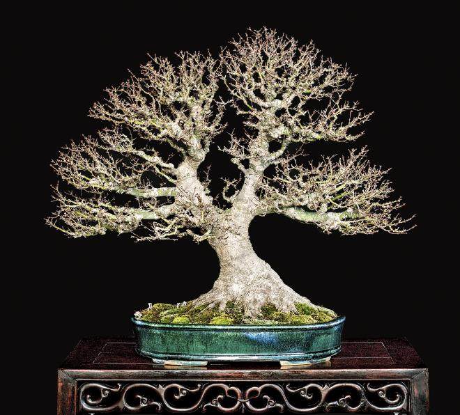 江东姬日本枫树盆景起源于日本的埼玉县