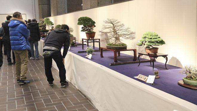 2018年 日本第92届国府盆景决赛展