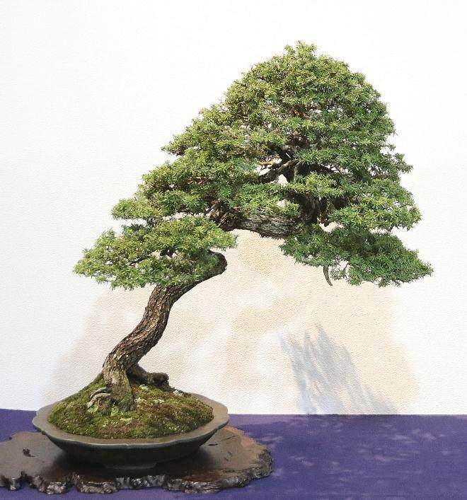 2018年 日本第92届国府盆景决赛展