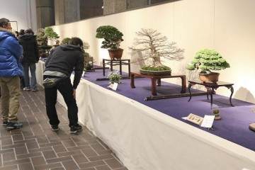 2018年 日本第92届国府盆景决赛展