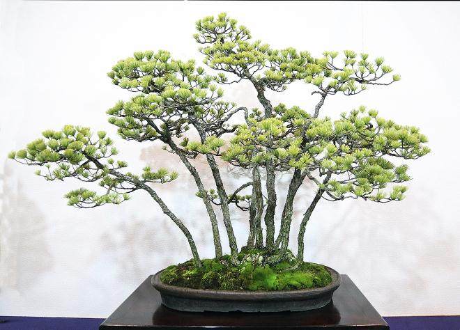 2018年第92届日本国府盆景展览会 II-第1部分