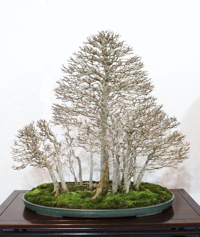 2018年第92届日本国府盆景展览会 II-第1部分