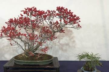 2018年第92届日本国府盆景展览会 II-第1部分