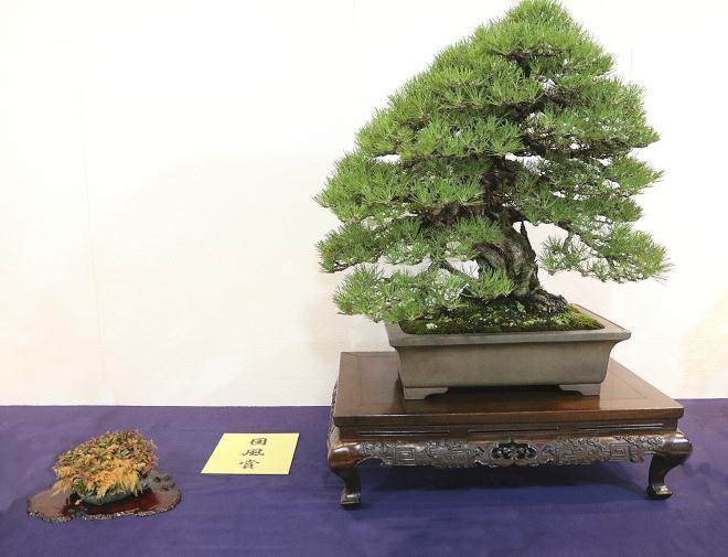 2018年第92届日本国府盆景展第一部分