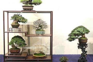 2018年第92届日本国府盆景展第一部分
