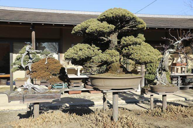 参观日本大宫盆景村 - 2018年2月