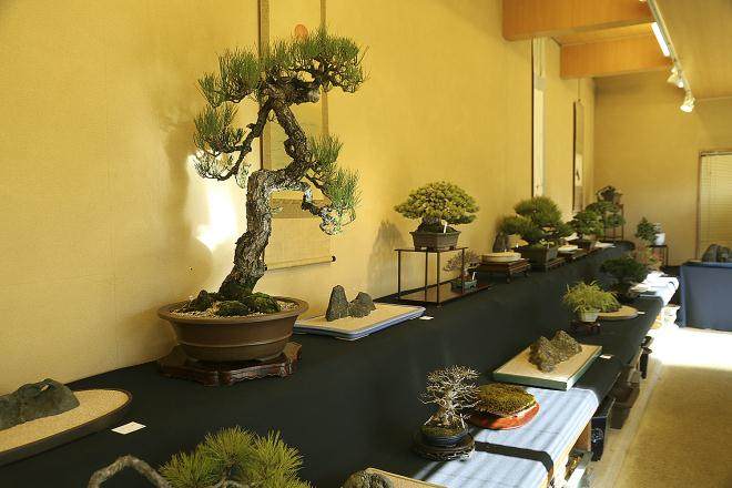 参观日本大宫盆景村 - 2018年2月
