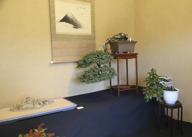 参观日本大宫盆景村 - 2018年2月