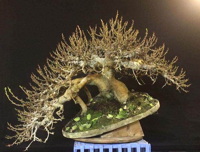 2017年第5届冬季剪影盆景博览会奖