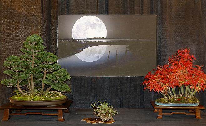 2017年第5届冬季剪影盆景博览会奖