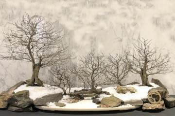 2017年第5届冬季剪影盆景博览会奖