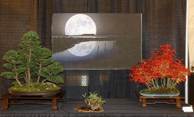 2017年第5届冬季剪影盆景盆景博览会