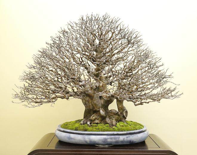 第37届日本大观盆景十大展览 - 第2部分