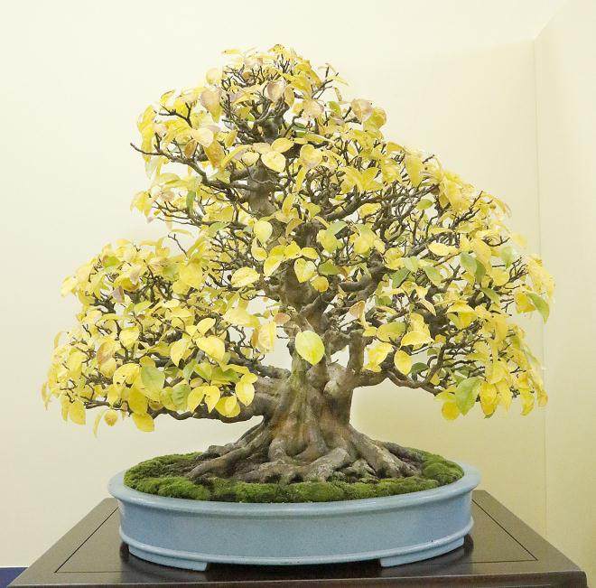 第37届日本大观盆景十大展览 - 第2部分