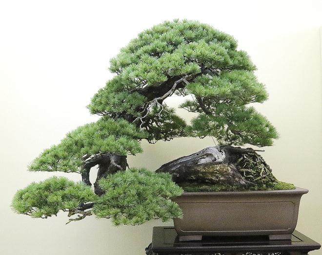 第37届日本大观盆景十大展览 - 第2部分