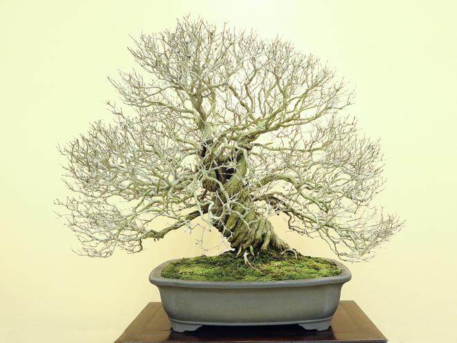 第37届日本盆景大观十大展览在京都举行