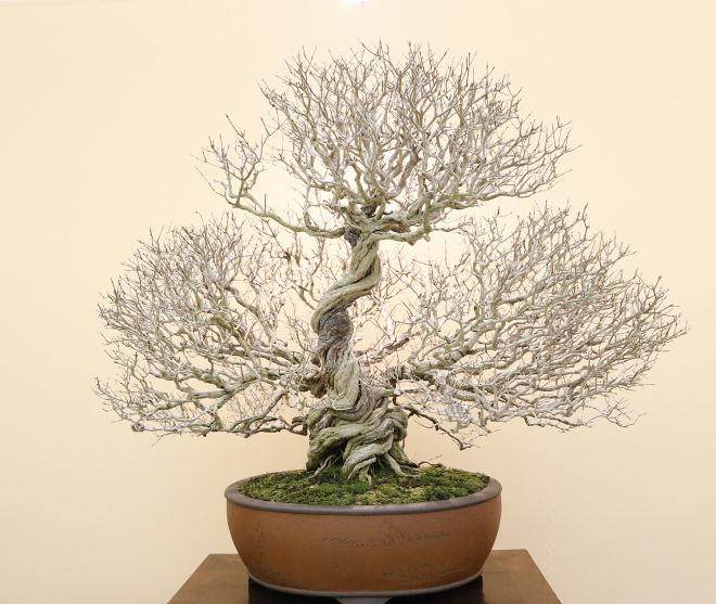 第37届日本盆景大观十大展览在京都举行