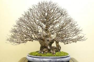 第37届日本盆景大观十大展览在京都举行