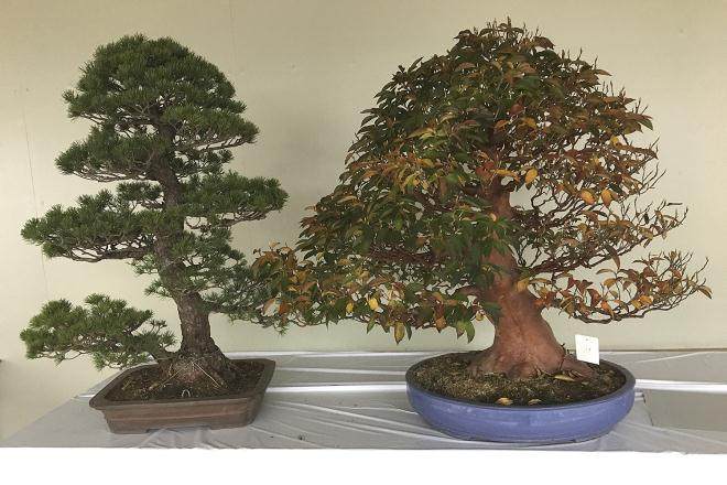 我的惊喜参观大宫盆景村