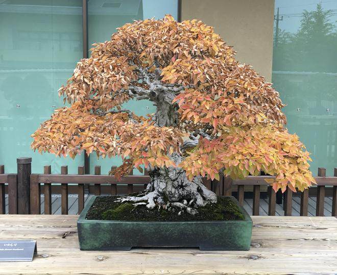 我的惊喜参观大宫盆景村