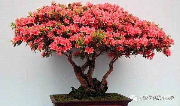 单双斜干式的树花盆景