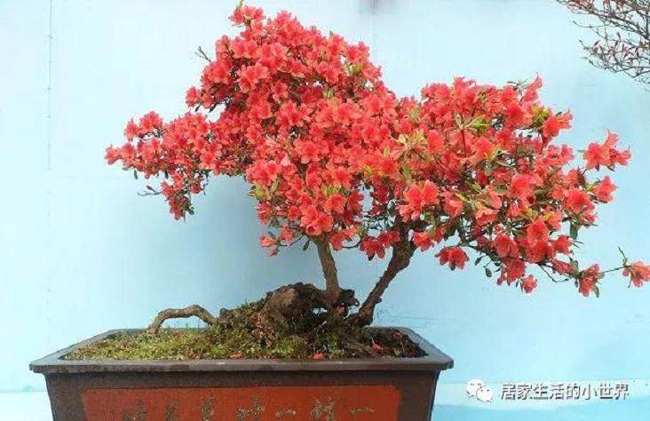 单双斜干式的树花盆景