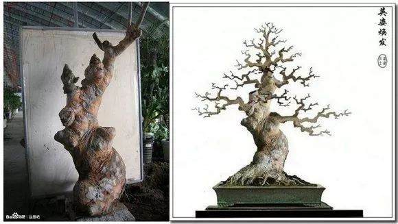 图解 盆景怎么选桩 截桩 育桩 设计5个过程