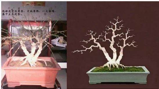 盆景作品都要经过选桩、截桩、育桩、设计几个过程