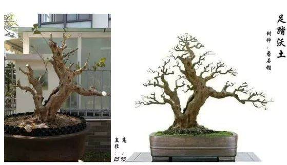 图解 盆景怎么选桩 截桩 育桩 设计5个过程