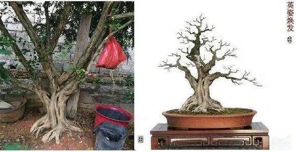 图解 盆景怎么选桩 截桩 育桩 设计5个过程