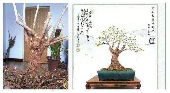 图解 盆景怎么选桩 截桩 育桩 设计5个过程