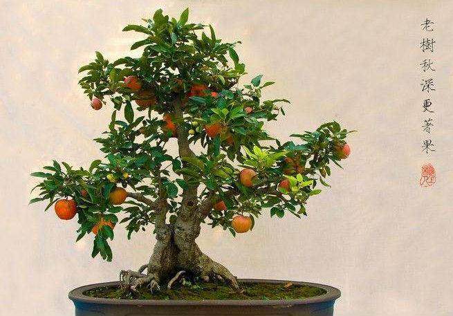 苹果盆景的轮纹病怎样防治?