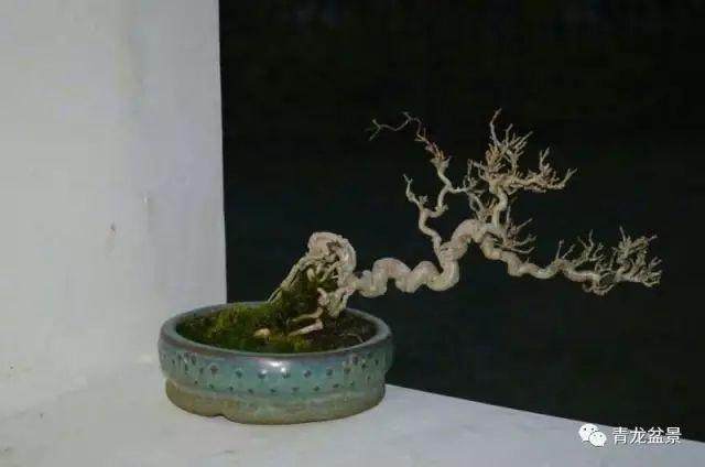 青龙盆景的起手式