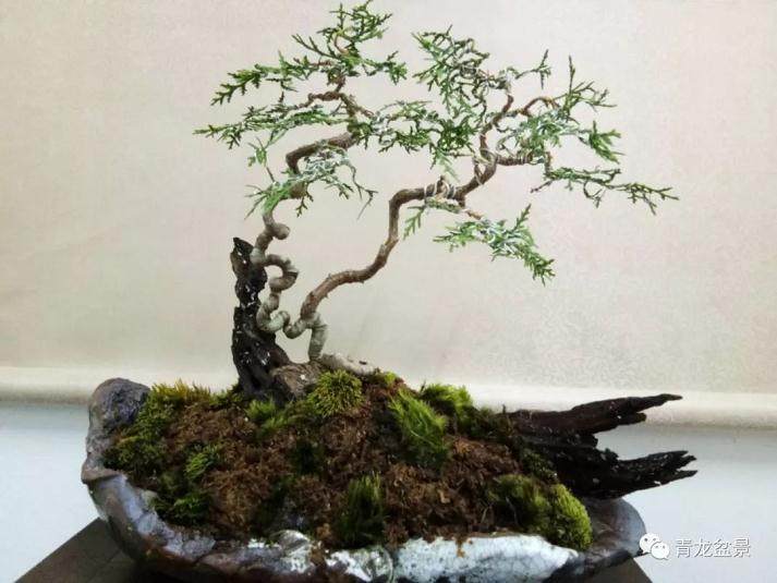 青龙盆景的起手式