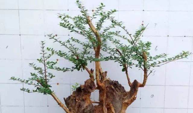 爷爷吧野生黄杨做成盆景  朋友开口就是上千元