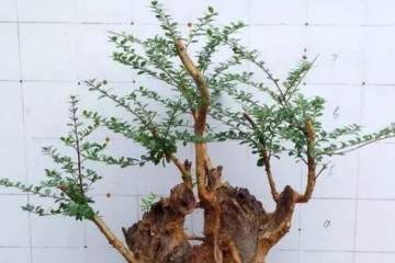 爷爷吧野生黄杨做成盆景  朋友开口就是上千元