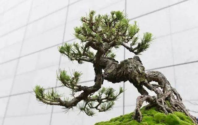 预防盆景树的霜冻危害的方法