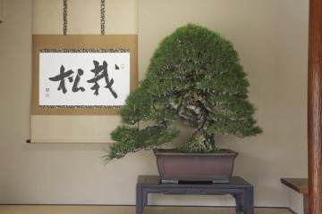 参观小林邦夫的俊个盆景博物馆