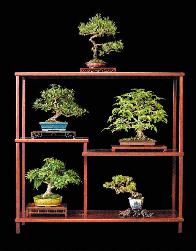 2018年 美国国家小品盆景展