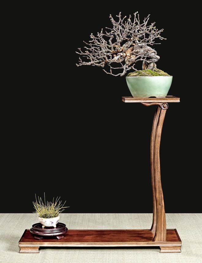 2018年 美国国家小品盆景展