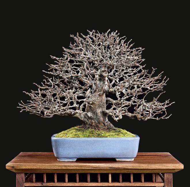 2018年 美国国家小品盆景展