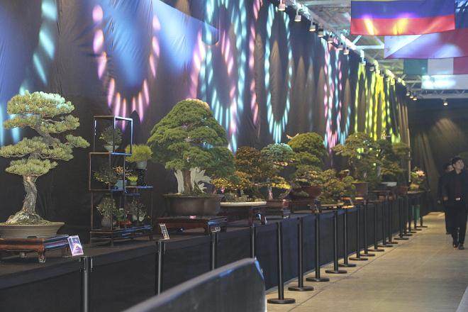 2016年 盆景无国界 世界大会在中国举办